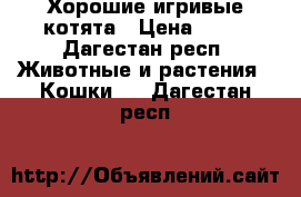 Хорошие игривые котята › Цена ­ 10 - Дагестан респ. Животные и растения » Кошки   . Дагестан респ.